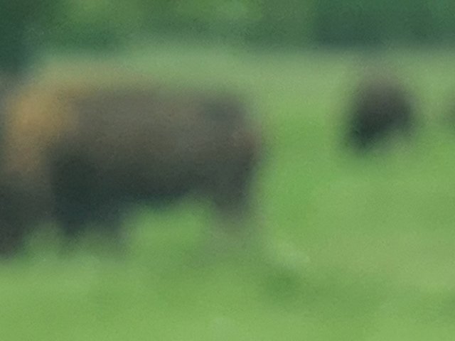Tina 50 år - Tur til Knuthenborg Safaripark