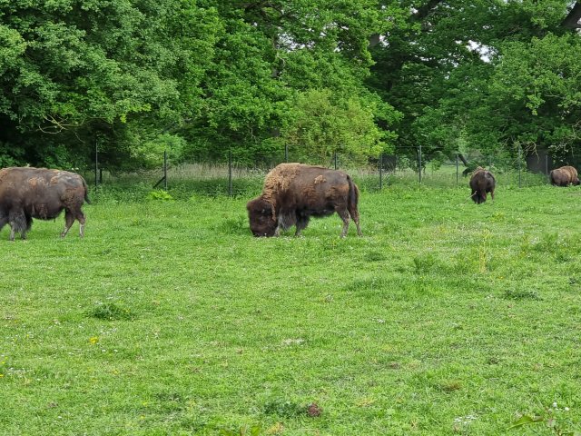 Tina 50 år - Tur til Knuthenborg Safaripark