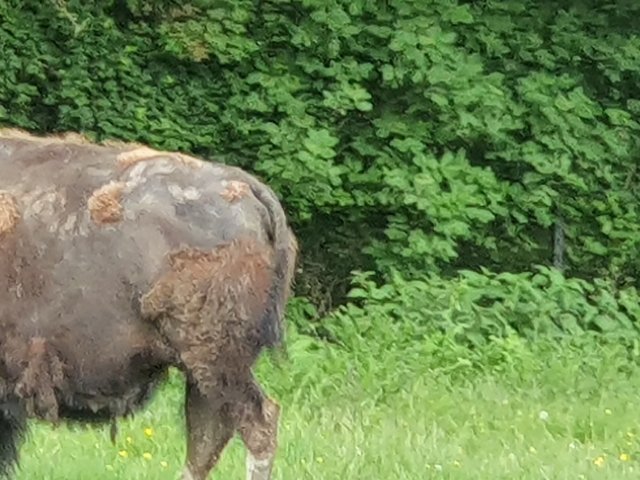 Tina 50 år - Tur til Knuthenborg Safaripark