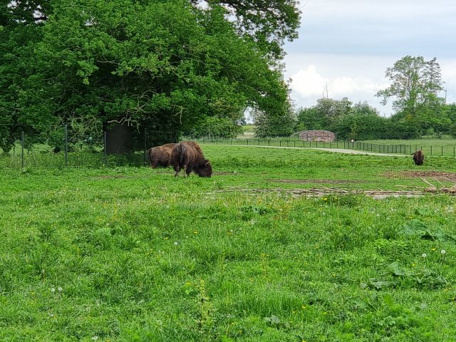 Tina 50 år - Tur til Knuthenborg Safaripark