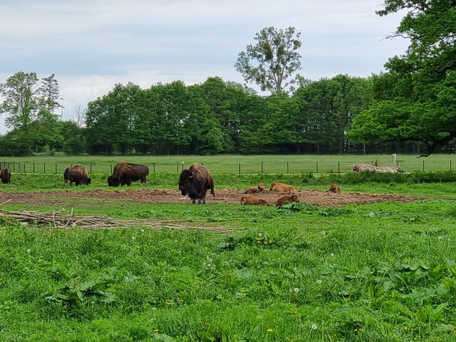 Tina 50 år - Tur til Knuthenborg Safaripark