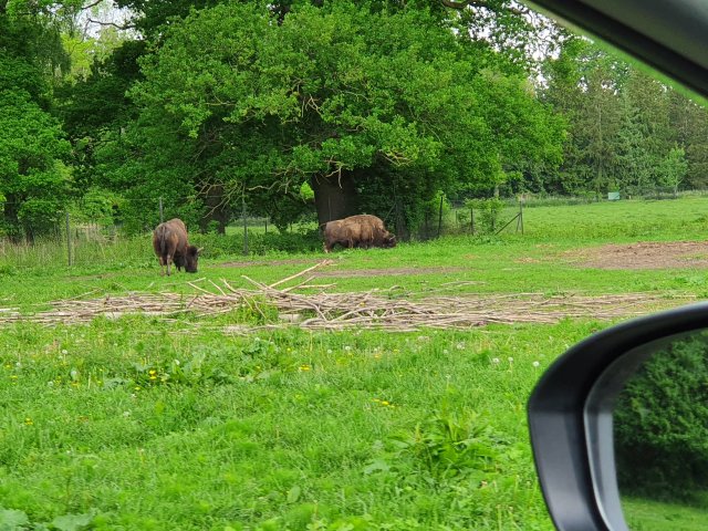 Tina 50 år - Tur til Knuthenborg Safaripark