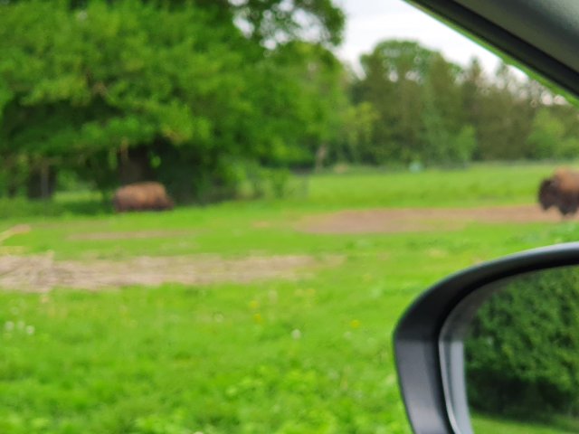 Tina 50 år - Tur til Knuthenborg Safaripark