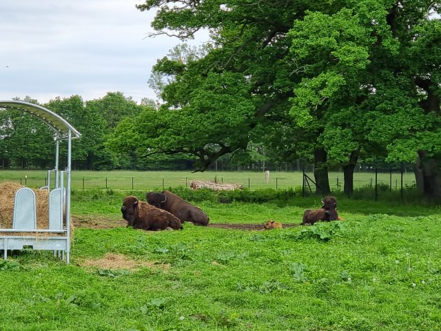 Tina 50 år - Tur til Knuthenborg Safaripark