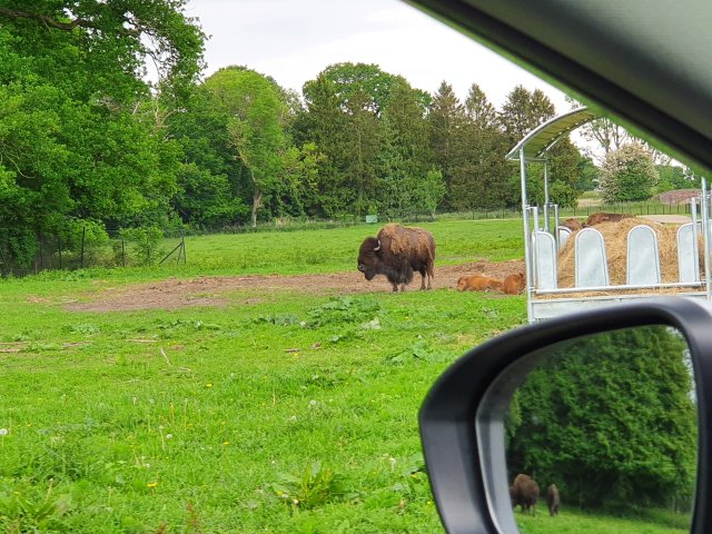Tina 50 år - Tur til Knuthenborg Safaripark