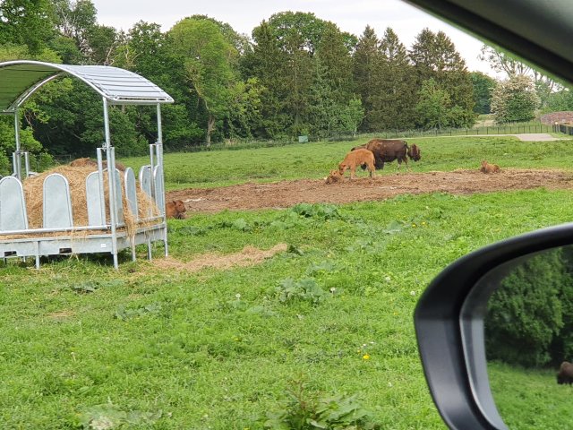 Tina 50 år - Tur til Knuthenborg Safaripark