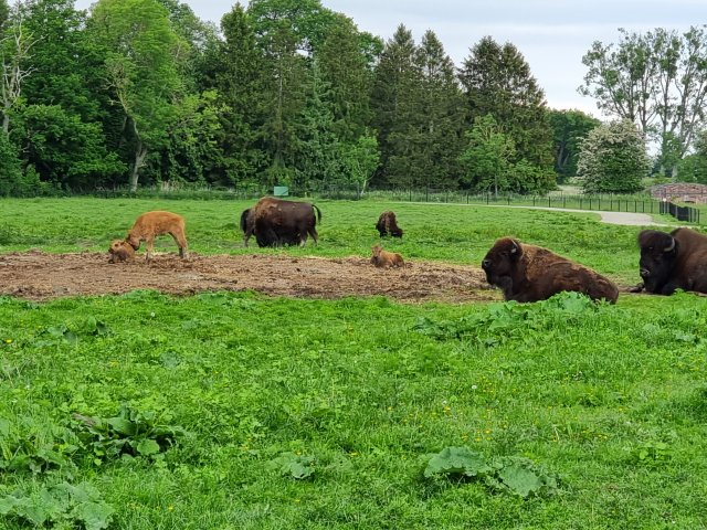 Tina 50 år - Tur til Knuthenborg Safaripark