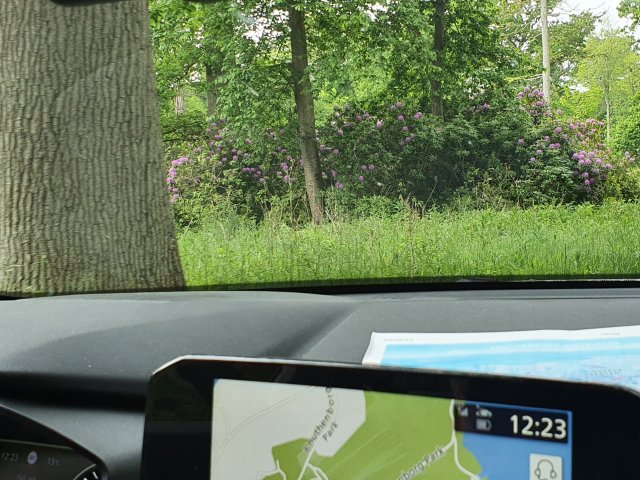 Tina 50 år - Tur til Knuthenborg Safaripark
