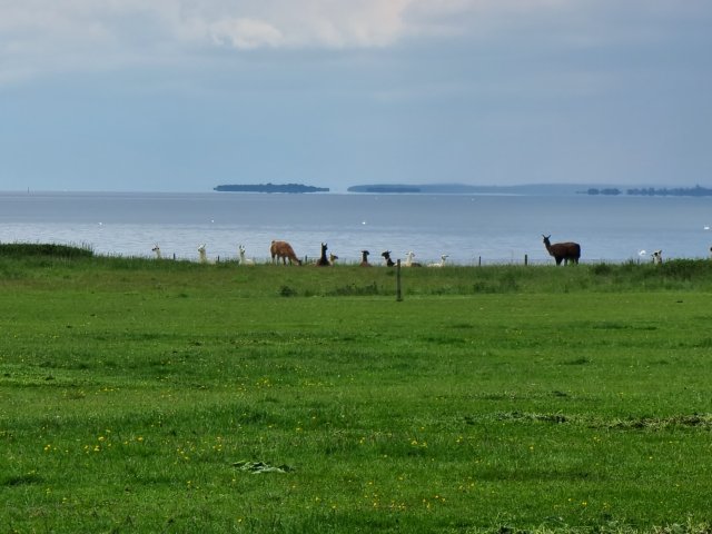 Tina 50 år - Tur til Knuthenborg Safaripark