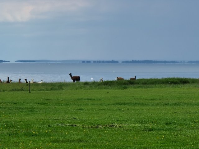 Tina 50 år - Tur til Knuthenborg Safaripark