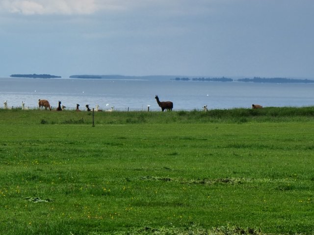 Tina 50 år - Tur til Knuthenborg Safaripark
