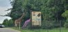 Tina 50 år - Tur til Knuthenborg Safaripark