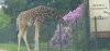 Tina 50 år - Tur til Knuthenborg Safaripark