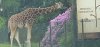 Tina 50 år - Tur til Knuthenborg Safaripark