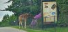 Tina 50 år - Tur til Knuthenborg Safaripark