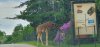 Tina 50 år - Tur til Knuthenborg Safaripark