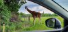 Tina 50 år - Tur til Knuthenborg Safaripark