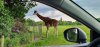 Tina 50 år - Tur til Knuthenborg Safaripark