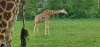 Tina 50 år - Tur til Knuthenborg Safaripark