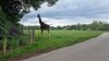 Tina 50 år - Tur til Knuthenborg Safaripark