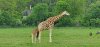 Tina 50 år - Tur til Knuthenborg Safaripark