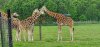 Tina 50 år - Tur til Knuthenborg Safaripark