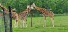 Tina 50 år - Tur til Knuthenborg Safaripark