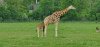 Tina 50 år - Tur til Knuthenborg Safaripark
