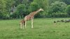 Tina 50 år - Tur til Knuthenborg Safaripark