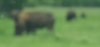 Tina 50 år - Tur til Knuthenborg Safaripark