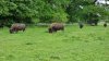Tina 50 år - Tur til Knuthenborg Safaripark