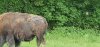 Tina 50 år - Tur til Knuthenborg Safaripark