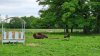 Tina 50 år - Tur til Knuthenborg Safaripark