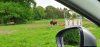 Tina 50 år - Tur til Knuthenborg Safaripark