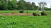 Tina 50 år - Tur til Knuthenborg Safaripark