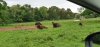 Tina 50 år - Tur til Knuthenborg Safaripark