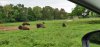Tina 50 år - Tur til Knuthenborg Safaripark