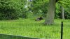 Tina 50 år - Tur til Knuthenborg Safaripark