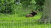 Tina 50 år - Tur til Knuthenborg Safaripark