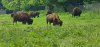 Tina 50 år - Tur til Knuthenborg Safaripark