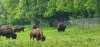 Tina 50 år - Tur til Knuthenborg Safaripark