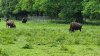 Tina 50 år - Tur til Knuthenborg Safaripark