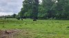 Tina 50 år - Tur til Knuthenborg Safaripark