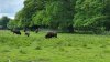 Tina 50 år - Tur til Knuthenborg Safaripark