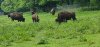 Tina 50 år - Tur til Knuthenborg Safaripark