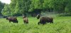 Tina 50 år - Tur til Knuthenborg Safaripark