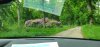Tina 50 år - Tur til Knuthenborg Safaripark