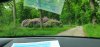 Tina 50 år - Tur til Knuthenborg Safaripark
