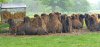 Tina 50 år - Tur til Knuthenborg Safaripark