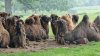 Tina 50 år - Tur til Knuthenborg Safaripark